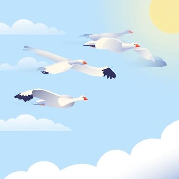 A flock of birds is soaring through a bright blue sky, their wings spread wide as they glide effortlessly. The birds are various species, including geese and swans, each showcasing white and gray feathers. Below them, wispy clouds gently drift, complementing the serene atmosphere of their migration journey. The sun is positioned slightly off to the side, casting soft light on the birds, highlighting their graceful movements as they navigate through the vast open sky.