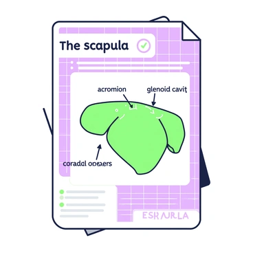 A page from a digital manual is displayed prominently. In the center of the page, there is a labeled illustration of the scapula. The scapula is shown from a lateral view, with clear anatomical details outlined. The labels include "acromion," "glenoid cavity," and "coracoid process," each marked with lines pointing to the respective parts. The background of the page features a simple grid pattern, and the text on the page includes explanations about the anatomy and function of the scapula. The overall layout is clean and informative, emphasizing the educational nature of the manual.