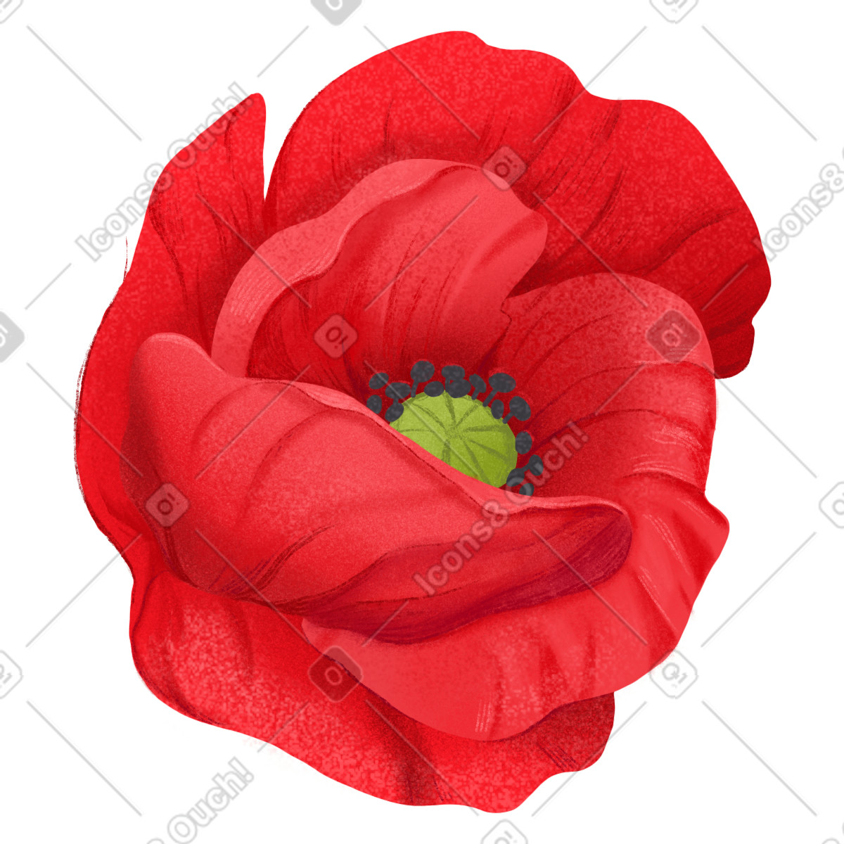 Иллюстрация Opened red poppy flower в стиле Floral — скачать в форматах PNG, SVG