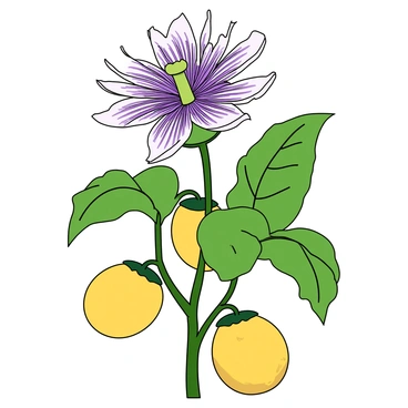 A delicate passion flower with intricate purple and white petals is blooming prominently on a green vine. The flower features long, slender filaments radiating from its center, creating a striking appearance. Nearby, several ripe passion fruits, round and golden-yellow, are nestled among the lush green leaves of the vine. The fruits have a slightly wrinkled skin, indicating their ripeness. The scene captures the vibrant colors and textures of the plant, highlighting the contrast between the flower and the fruits.