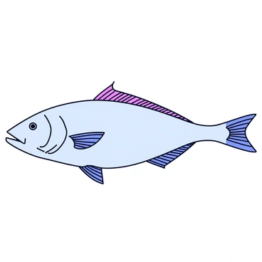 A detailed biology diagram of a halibut showcasing its anatomy. The diagram includes a lateral view of the halibut, highlighting its flattened body shape. Labelled sections include the head, eyes, and mouth, which are positioned on the top side of the fish. The gills are clearly marked behind the head. The diagram also indicates the dorsal and anal fins along the top and bottom edges of the fish. The pectoral fins are shown on both sides, and the tail fin is depicted at the rear. Additional labels point out the skin texture and coloration typical of a halibut. The background is kept simple to emphasize the anatomy details.