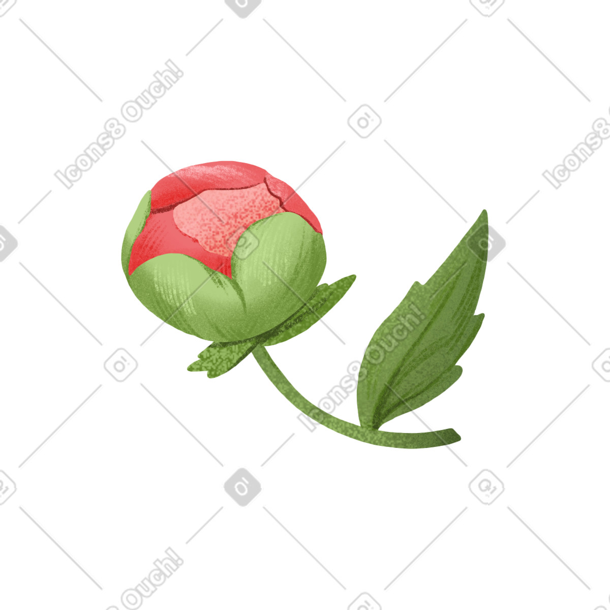 Illustration Small peony bud with a leaf dans le style Floral à télécharger aux formats PNG, SVG