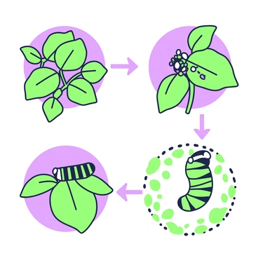 A series of four illustrations depicting the life cycle of a monarch caterpillar on milkweed. The first illustration shows a cluster of green milkweed plants with vibrant green leaves, featuring several small eggs attached to the underside of a leaf. The second illustration captures the hatching process, with a tiny caterpillar emerging from one of the eggs, surrounded by the milkweed leaves. In the third illustration, a larger caterpillar is shown munching on the milkweed leaves, showcasing its distinct striped pattern. The final illustration features the caterpillar in a hanging position, in the process of forming a green chrysalis, with leaves surrounding it for context. Each illustration is contained within a green and purple outline.