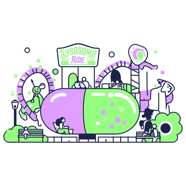 An amusement park is designed with a theme centered around cellular organelles. In the foreground, there is a large, detailed depiction of a lysosome shaped like a capsule, serving as the main ride. The ride features bright green and purple accents, illustrating the lysosomal function and structure with various interactive elements around it. Surrounding the ride, there are smaller attractions, including a mitochondria roller coaster that twists and turns. Visitors can be seen enjoying various activities, with some taking a break at a nearby bench modeled after a ribosome. Colorful signage displaying "Lysosome Ride" complements the lively atmosphere of the park.