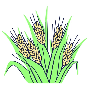 A close-up view of rice heads bending under the weight of ripe grains. The rice plants, with their long slender stems, display clusters of golden grains ready for harvest. Each head of rice is densely packed and drooping slightly, indicating the abundance of the harvest. The surrounding leaves are lush and green, providing a vivid contrast to the golden hues of the grains. The scene captures the essence of agricultural readiness and the beauty of ripe rice in the field.