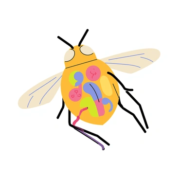 A cross-section illustration of a fruit fly showcasing its internal organs in detail. The body is segmented into distinct sections, with the head featuring large compound eyes and antennae. The thorax displays muscles and wings, while the abdomen contains various internal organs such as the digestive system, reproductive organs, and a pair of small spiracles for respiration. Each organ is labeled clearly, with colorful accents to differentiate the structures. The background is simple to enhance visibility of the fruit fly's anatomy.