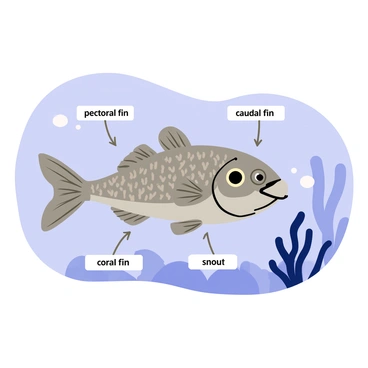 Coelacanth