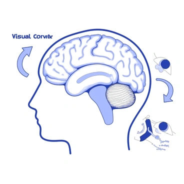 An illustration featuring the visual cortex located at the back of a human head. The visual cortex is shown as a highlighted area, with intricate details of its structure. Surrounding the visual cortex are arrows indicating the pathway of visual information from the eyes to the cortex. Diagrams of the eyes and optic nerves are included, illustrating the connection to the brain. Labels are placed strategically to identify the visual cortex and its role in processing sight.
