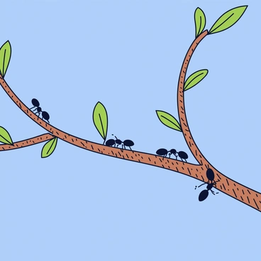 A close-up view of several ants crawling along the textured branches of an acacia tree. The branches are slender and have small, delicate leaves sprouting from them. The background is a clear blue sky, creating a vibrant contrast with the green leaves and the brown branches. The ants are small and black, clearly visible as they navigate the curves of the branches.