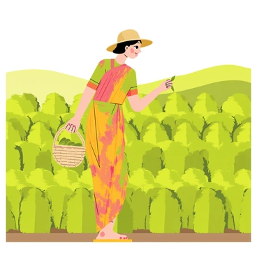An Indian woman dressed in a traditional colorful saree is picking tea leaves in a lush tea garden. She is wearing a straw hat to protect herself from the sun. The tea garden is filled with green bushes neatly arranged in rows, with vibrant hills in the background. Sunlight filters through the leaves, creating dappled light on the ground. The woman is carefully selecting the youngest leaves and placing them into a woven basket slung over her shoulder.