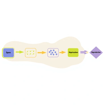 A flowchart illustrating the life cycle of cyanobacteria. The chart features a series of rectangular boxes connected by arrows, each containing distinct stages of the life cycle. The first box displays "Spore", followed by a box labeled "Germination" with small green lines representing growth. The next box is "Vegetative Cells", depicted with clusters of blue-green circular shapes. An arrow leads to the box labeled "Reproduction", which is illustrated with a split line representing cell division. Each box is surrounded by colorful outlines to enhance visual engagement. The background features light, complementary colors to emphasize the flow of the chart.