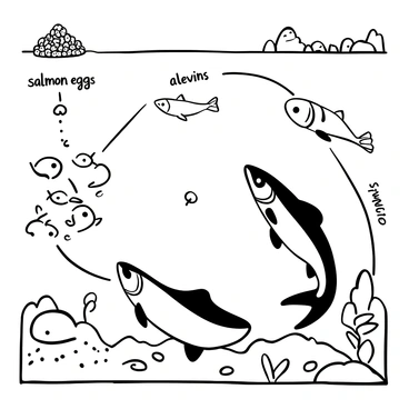 A detailed illustration of the salmon life cycle, with distinct stages represented. In the top left, there is a cluster of "salmon eggs" nestled in gravel. Below this, the next stage features "alevins" with their yolk sacs, resting on the riverbed. Progressing downward, "fry" are shown swimming with their tails, surrounded by small aquatic plants. Next, the "smolts" are depicted as they transition to saltwater, swimming upstream with a background of flowing water. Finally, the adult "salmon" is illustrated leaping out of the water, showcasing its streamlined body, with a riverbank scene in the background, complete with rocks and aquatic vegetation. Each stage is clearly labeled for educational purposes.