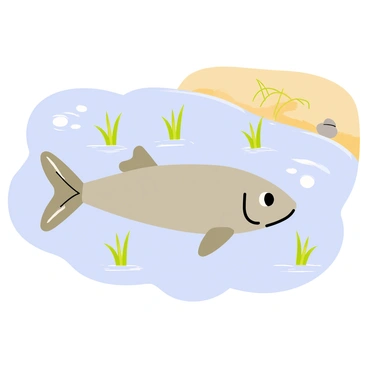 A catfish with a long, sleek body is positioned in clear water, close to a sandy riverbank. The catfish has prominent whiskers and its scales glisten under the sunlight. Small green water plants, with delicate leaves and thin stems, are scattered around the catfish, providing a natural habitat. The surface of the water has gentle ripples, reflecting the blue sky above. A few pebbles and bits of grass are visible on the riverbank, adding to the natural setting.