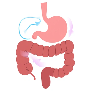 A detailed illustration of the human digestive system. The stomach is prominently depicted in the center, with a clear outline showing the esophagus connected at the top. Below the stomach, the small intestine is coiled with various sections labeled. The large intestine runs alongside the small intestine, also clearly marked. The liver is shown above the stomach, with its structure outlined. The pancreas is depicted near the stomach, with its position labeled. Arrows indicate the direction of food movement through the system. Each part of the digestive system is presented in a gradient of pastel colors for clarity and depth.