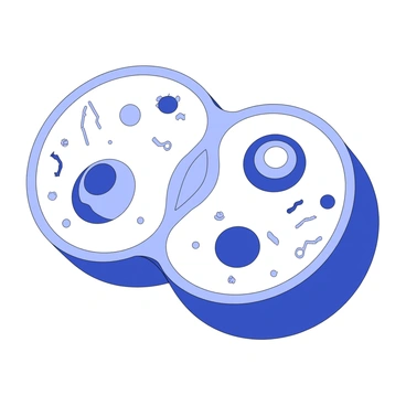 An illustration showing the separation of membrane components during cell division. The cell is depicted in the process of mitosis, with two distinct halves that each contain a nucleus. Each half features a membrane with various integral proteins and lipid components visible. The cytoplasm is represented, highlighting the division as the cell membrane pinches inward at the center. There are arrays of microtubules, indicating the spindle fibers pulling the chromatids apart towards each pole. Small vesicles are present near the membranes, illustrating the transport of proteins and lipids during this process.
