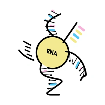 A ribosome, depicted as a rounded structure, is shown actively engaged in the process of translation. It is surrounded by strands of mRNA that are winding through its center. The ribosome is synthesizing a polypeptide chain, which is represented as a series of linked amino acids emerging from one side. The mRNA strand contains sequences of nucleotides visualized as colored bars, illustrating the genetic code being read. The overall composition highlights the dynamic interaction between the ribosome, mRNA, and the growing polypeptide.