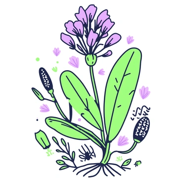 A detailed botanical sketch of milkweed is displayed prominently on a textured surface. The milkweed plant features elongated, green leaves with a smooth texture and prominent veins. Clusters of purple flowers emerge from the top of the plant, each flower showcasing distinct petals and a round shape. Beneath the flowers, there are pods that are elongated and narrow, showcasing the seeds inside. Surrounding the plant, various small details such as roots and a few insects can be seen, emphasizing the plant's natural habitat and ecosystem. The sketch is designed to highlight the intricacies of the plant's anatomy through precise linework and detailed observations.