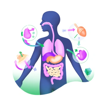 A modern pastel illustration showing a human silhouette with various internal organs highlighted inside the body. The organs include the stomach, intestines, lungs, and heart, each depicted in different pastel colors. Arrows connect the organs to illustrate the processes of digestion and respiration. The stomach is shown with food particles entering, while the lungs display air flowing in and out. The heart has arrows indicating blood circulation. The background is light and unobtrusive, emphasizing the vibrant colors of the organs.