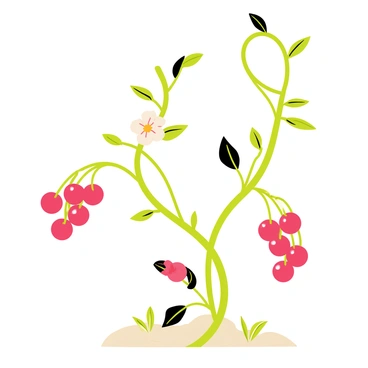 Cranberry
