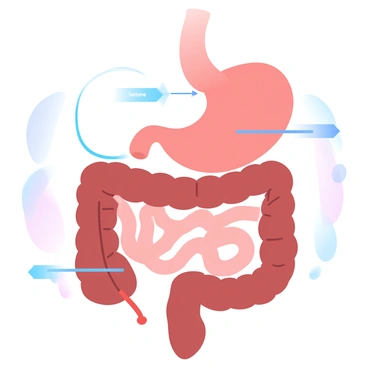 A detailed illustration of the human digestive system with a focus on the appendix. The digestive system is depicted in a gradient of pastel colors, showcasing the esophagus, stomach, small intestine, and large intestine. The appendix is highlighted, with a clear view of its structure, showing its position attached to the cecum of the large intestine. Arrows indicate the flow of food through the system, and labels identify key components such as the stomach and intestines. The background is softly blended to enhance the visibility of the digestive organs and their connections.