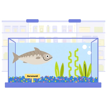 A pet store display featuring a large, rectangular tank filled with clear water. Inside the tank, a barramundi with silver scales and a sleek body swims gracefully among colorful pebbles at the bottom. The tank is adorned with artificial plants, adding a touch of green to the environment. A small sign labeled "Barramundi" is positioned at the front of the tank, while bright overhead lights illuminate the scene, highlighting the fish's shimmering scales. The background of the display shows shelves stocked with various pet supplies.