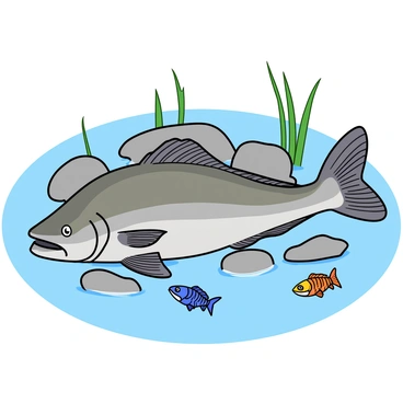 A piranha with shiny, silver scales is resting among several smooth, gray river rocks. Its mouth is slightly open, revealing sharp teeth. Surrounding the piranha, small colorful fish with vibrant patterns are swimming by, creating a lively contrast against the rocky background. The water is clear, allowing the light to filter through, casting soft reflections on the rocks. A few green aquatic plants gently sway in the currents, adding to the underwater scene.