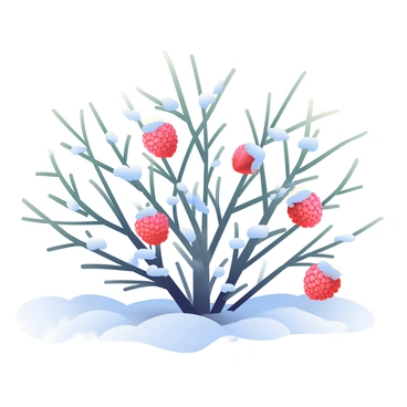 Raspberry bushes dusted with snow, with a few bright berries visible