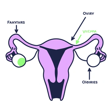 An illustration of the female reproductive system is shown in a clear and educational manner. The uterus is depicted at the center, clearly outlined, with its muscular walls and cervix visible. To the left and right of the uterus, the ovaries are marked, illustrating their rounded shape. The fallopian tubes connect the ovaries to the uterus, arching gracefully over the top. Each element is labeled for clarity, with arrows pointing to the ovaries and uterus, emphasizing their anatomical significance.