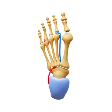 An illustration of the human foot structure, displaying the bones of the foot in a realistic manner. The foot is oriented with the top visible, revealing the intricate arrangement of bones including the tarsals, metatarsals, and phalanges. Ligaments are depicted in distinct colors, highlighting their connection from bone to bone throughout the arch and heel of the foot. Details such as the plantar surface and ankle joint are clearly labeled for educational purposes.