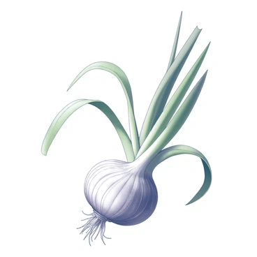 A detailed botanical study of an allium plant is presented. The illustration features the bulb of the allium, showcasing its layered structure with distinct textures and contours. Surrounding the bulb are elongated, green leaves, each with visible veins and a flat surface, arranged gracefully. The leaves extend outward from the base of the bulb, exhibiting different angles and positioning. The overall composition focuses on the intricate details of the plant's anatomy, emphasizing the natural shapes and forms of the allium.