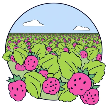 A sprawling raspberry field with rows of vibrant green plants laden with ripe red raspberries. The field stretches into the distance, creating a sense of depth and abundance. Above the field is a clear blue sky dotted with a few fluffy white clouds. The sunlight casts gentle shadows on the berries, highlighting their juicy texture. In the foreground, a few clusters of raspberries are prominently displayed, showcasing their rich color and natural sheen.