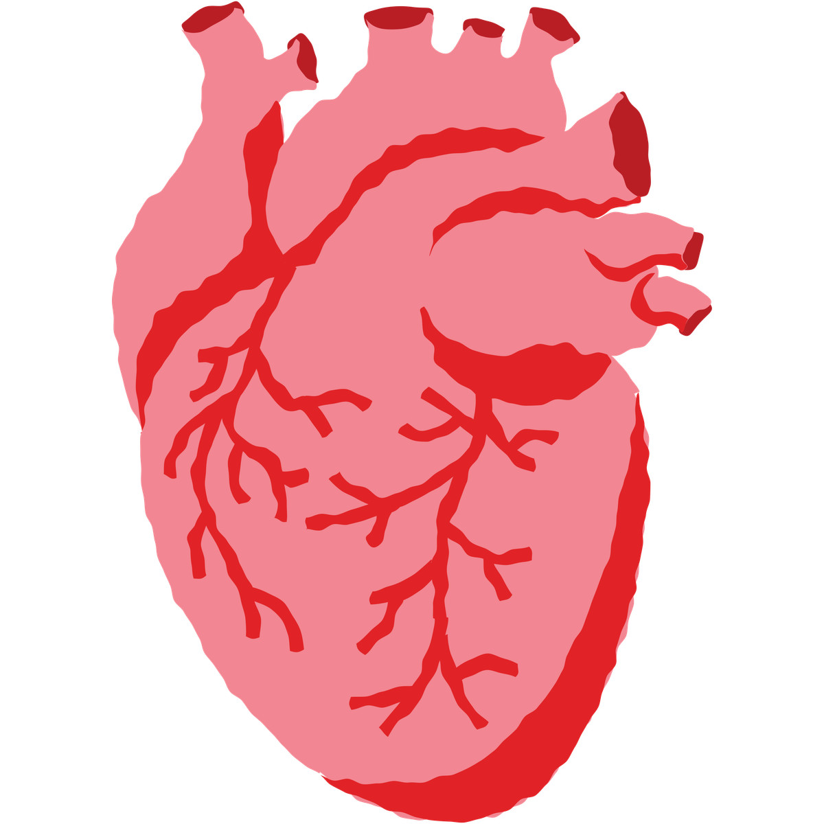 Human heart illustration in Cherry style download in PNG, SVG