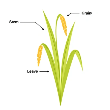 A rice plant with long, slender green stems growing upwards. The plant has pointed, narrow leaves that arch gracefully. Golden grains hang in clusters from the top of the stems. Each part of the plant is clearly labeled with text pointing to the key features: "Stem", "Leaves", "Grains". The background is a soft, neutral tone to emphasize the plant details.