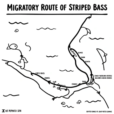 A detailed map depicting the migration route of striped bass along the coast. The coastline is represented with jagged lines, showing various landmarks such as bays, rivers, and estuaries. Arrows indicate the direction of the migration, each labeled with distances in nautical miles. Several striped bass icons are placed along the route to mark significant locations. In the background, waves are illustrated in black-and-white patterns, adding texture to the water. The title "Migratory Route of Striped Bass" appears prominently at the top of the map.