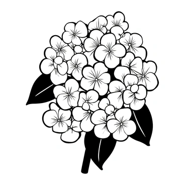 Hydrangea