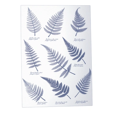 A vintage herbarium sheet featuring an assortment of pressed ferns arranged in a pleasing composition. Each fern is carefully labeled with detailed scientific names written in elegant script beneath them. The background is a subtle texture that suggests an aged paper quality, enhancing the vintage aesthetic. The ferns vary in size and shape, showcasing their intricate leaf structures, with some ferns having a delicate, feathery appearance while others are broader and more robust. The overall presentation is orderly and methodical, capturing the essence of botanical study.