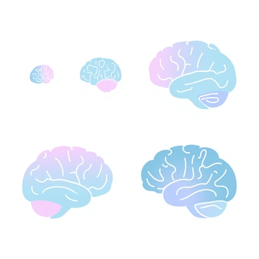 A series of images depicting the stages of brain development from infant to teenager