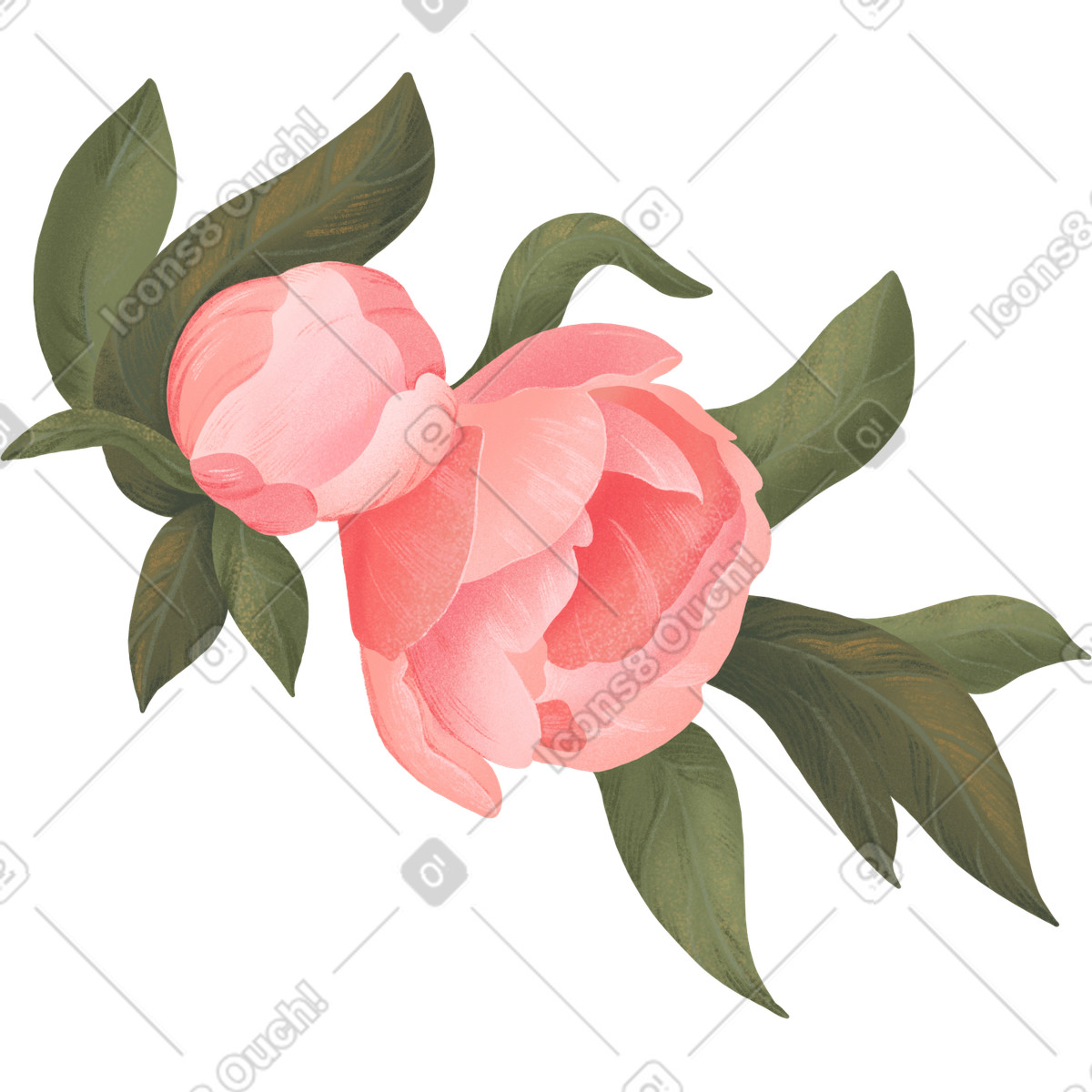 Floral スタイルの 葉の間の 2 つの牡丹の花 のイラストをPNG、SVG形式でダウンロード