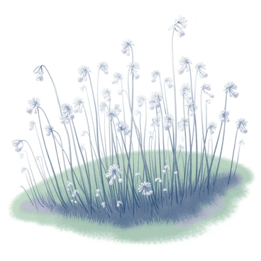 Brin muguet