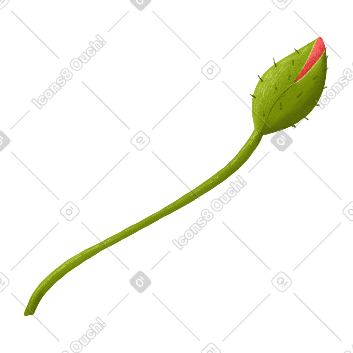 Illustration Big poppy bud dans le style Floral à télécharger aux formats PNG, SVG