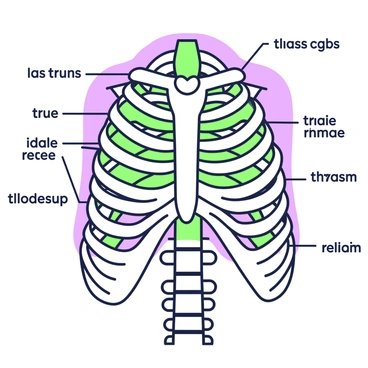 An anatomically accurate rib cage is centered in the image. The rib cage is depicted in detail, showcasing all individual bones, including the ribs, sternum, and thoracic vertebrae. Each bone is labeled clearly, with lines connecting the labels to the respective bones. The labels include names such as "true ribs," "false ribs," "sternum," and "thoracic vertebrae." The image emphasizes the structure and arrangement of the bones, allowing for easy identification and understanding of the rib cage anatomy.