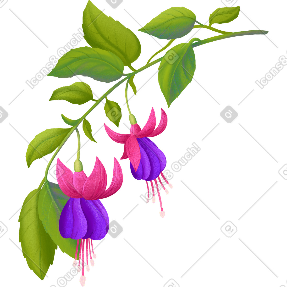 Illustration Descending fuchsia branch with flowers dans le style Floral à télécharger aux formats PNG, SVG