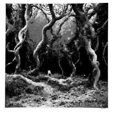 A dense forest features twisted trees with gnarled branches extending in various directions. The ground is covered with an irregular layer of leaves and underbrush, creating a natural carpet. Among the trees, hidden creatures can be seen peeking out, their shapes only partially visible among the foliage. The scene is filled with intricate details, showcasing the textures of the bark and shadows cast by the branches. "Mysterious forest" is subtly integrated into the landscape, adding an enigmatic element to the overall composition.