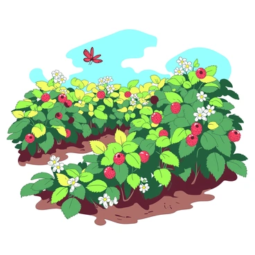 A bright garden filled with lush green raspberry plants bearing ripe red raspberries and white blossoms. The garden is illuminated by warm sunlight, creating soft shadows on the ground. The raspberry plants are arranged in neat rows, surrounded by vibrant green leaves. In the background, there are soft blue skies, enhancing the lively atmosphere of the garden. Butterflies are fluttering above the plants, adding movement to the scene.