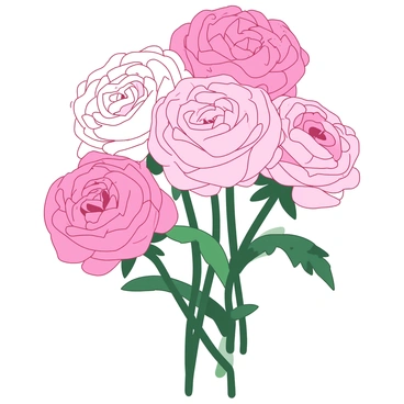 A duotone illustration features a cluster of ranunculus flowers in soft pastel colors. The flowers are lush and full, with layered petals creating a delicate appearance. The arrangement includes various shades of pink and white blooms, with green stems and leaves providing contrast. The background is simple, allowing the beauty of the ranunculus to take center stage.