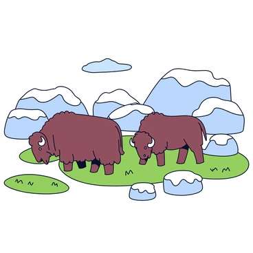 A small group of musk oxen with thick, curly fur is grazing on patches of green tundra grass. The scene is set among several large, snow-covered boulders that create a rugged landscape. The musk oxen are standing close together, their long, curved horns visible as they nibble on the grass. In the background, there are more snow-covered rocks, contrasting with the green grass. The sky above is clear with a slight hint of blue.