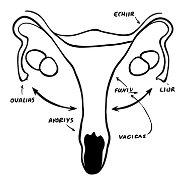 An intricate diagram displaying the reproductive system of a female mammal. The uterus is prominently featured in the center, showcasing its smooth contours. Fallopian tubes extend from either side, leading towards the ovaries, which are depicted as small, oval shapes. The vagina is illustrated below the uterus, connecting it to the external structure. Labels for each component are clearly inscribed in a precise font, providing clarity. Arrows indicate the flow of reproductive processes, and lines connect various parts to illustrate their relationships.