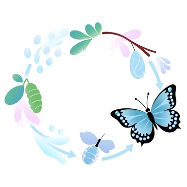A clear scientific chart displaying the life cycle of a butterfly. The chart consists of four distinct stages: the egg, larva, pupa, and adult butterfly. The egg stage is shown as small ovals attached to a leaf, the larva stage is illustrated by a caterpillar with vibrant patterns, the pupa stage features a chrysalis hanging from a branch, and the adult butterfly is depicted with open wings showcasing its intricate wing patterns. Each stage is labeled with clear text, and arrows connect them to indicate the progression through the life cycle. The background features a gradient of pastel colors, enhancing the visibility of the chart.