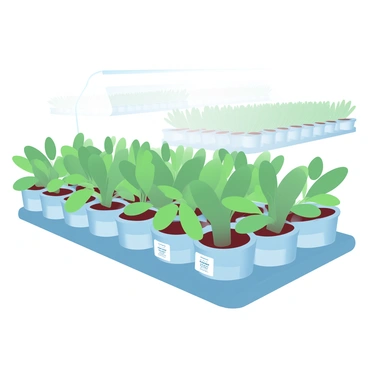 Rows of seedlings are arranged neatly in a plant nursery. Each seedling is in a small pot and has a small label indicating its plant type. The seedlings vary in height and leaf shape, showcasing a variety of green colors. In the background, there are more rows of seedlings, creating a sense of depth in the nursery. The scene is illuminated with soft, natural lighting, highlighting the vibrant greens of the plants.