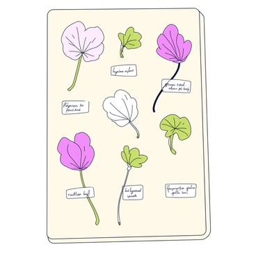 A pressed herbarium sheet displaying dried cyclamen specimens. The sheet features several cyclamen leaves, showcasing their unique heart-like shape with prominent veins. The flowers are in a delicate, upturned position, exhibiting shades of pink and white. Each specimen is carefully arranged on the sheet, emphasizing their natural forms. The background of the sheet is a clean, pale color to highlight the details of the cyclamen. There are labels underneath each specimen, providing scientific names and collection information.